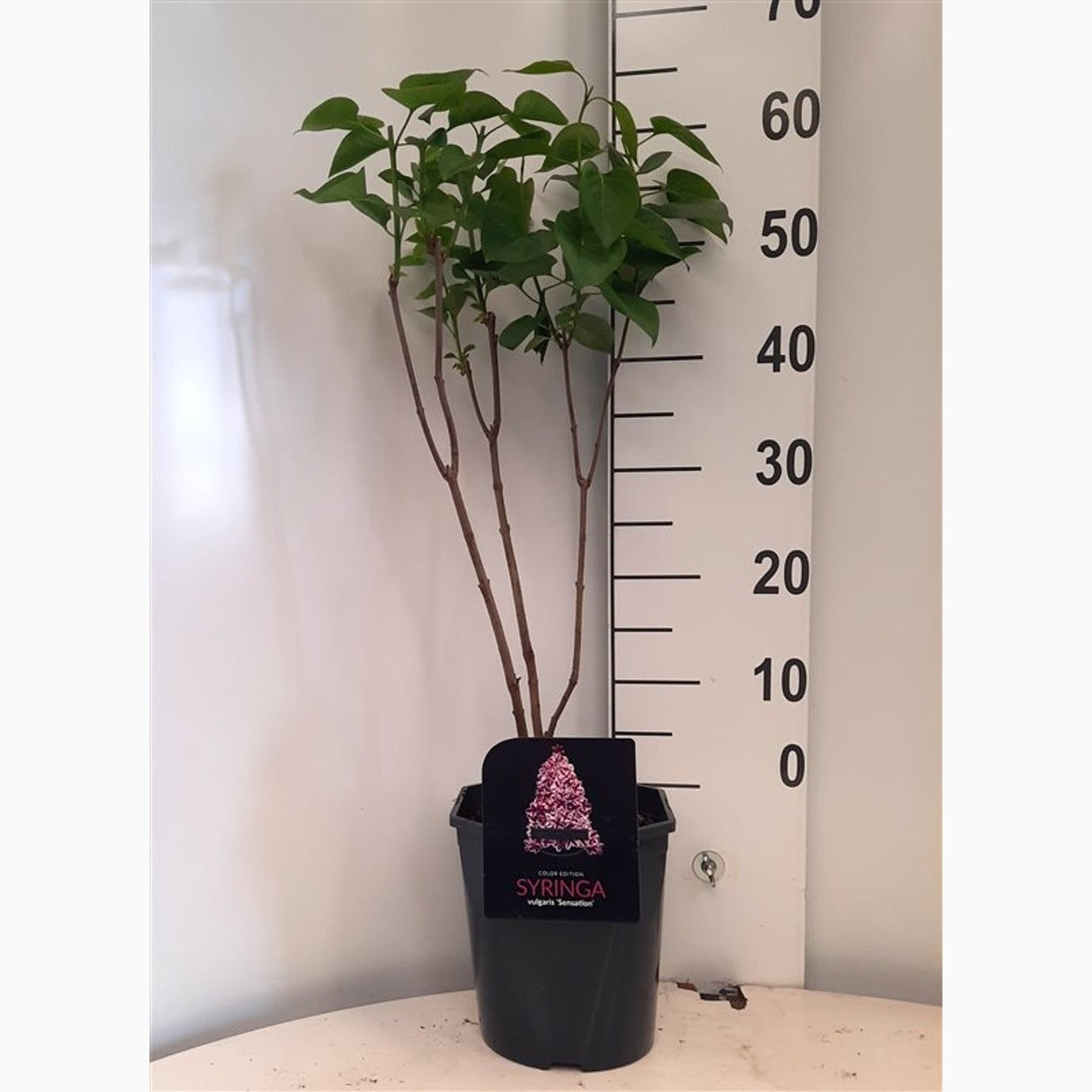 Syren (V); – Syringa vulgaris 'Sensation' - C5 50-60 CM